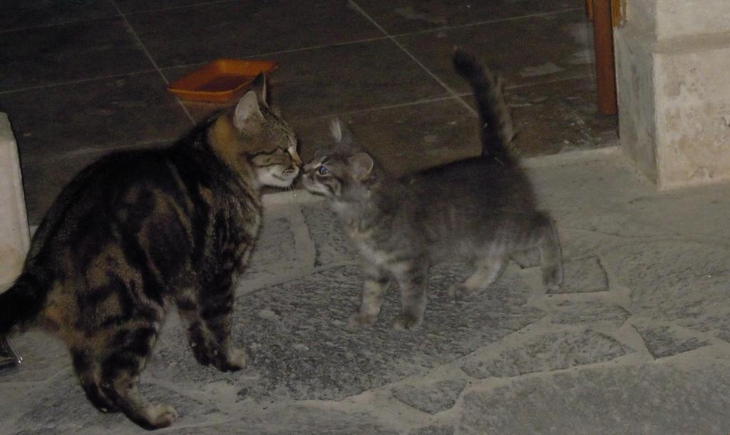 Has Konak Üchisar Bagian luar foto